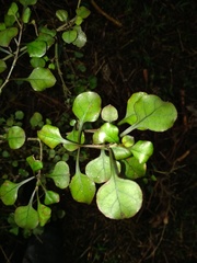 Coprosma arborea