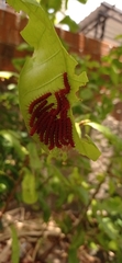 Lepidoptera