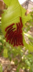 Lepidoptera