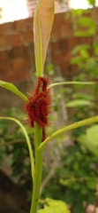 Lepidoptera