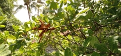 Lepidoptera