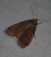 Abagrotis cupida