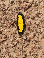 Xanthyris flaveolata