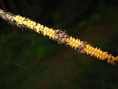 Libelloides sibiricus sibiricus