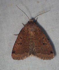 Abagrotis cupida