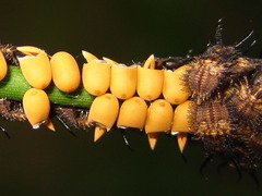 Libelloides sibiricus sibiricus