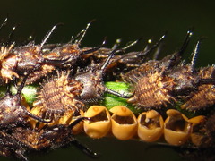 Libelloides sibiricus sibiricus