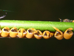 Libelloides sibiricus sibiricus
