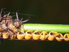 Libelloides sibiricus sibiricus