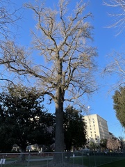 Liriodendron tulipifera