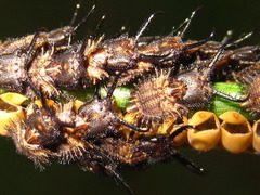 Libelloides sibiricus sibiricus