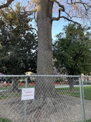 Liriodendron tulipifera