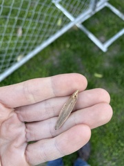 Liriodendron tulipifera