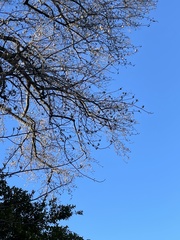 Liriodendron tulipifera