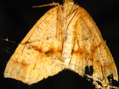 Pareclipsis gracilis