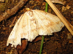 Pareclipsis gracilis