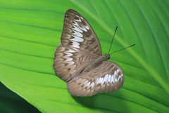 Tanaecia palguna