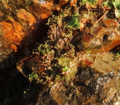 Trifolium wormskioldii