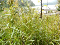 Dulichium arundinaceum