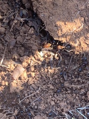 Veromessor chicoensis