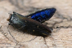 Agrilus decoloratus