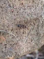 Veromessor chicoensis