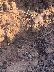 Veromessor chicoensis