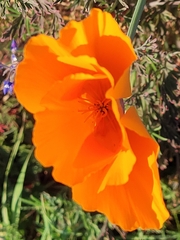Eschscholzia californica