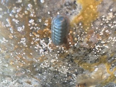 Tripoplax regularis