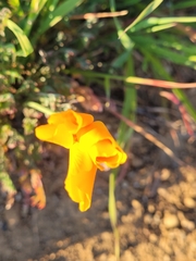 Eschscholzia californica
