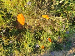 Eschscholzia californica