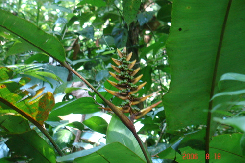 Heliconia librata (Heliconia librata)