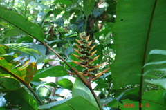 Heliconia librata