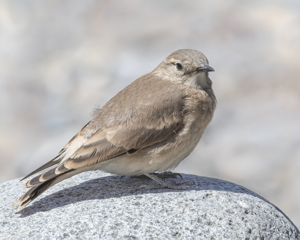 Creamy-rumped Miner photo