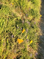 Eschscholzia californica