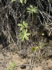Delphinium cardinale