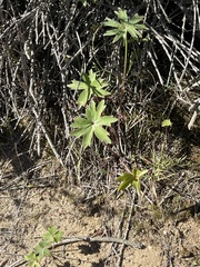 Delphinium cardinale