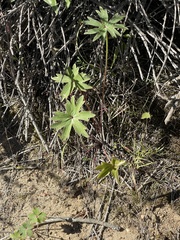 Delphinium cardinale