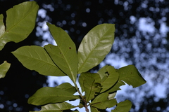 Atractocarpus benthamianus
