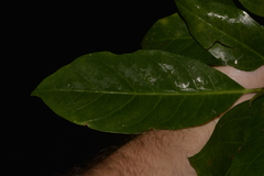 Atractocarpus benthamianus
