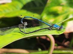 Argia medullaris