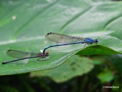 Argia medullaris