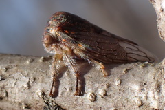 Platycotis vittata