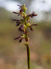 Genoplesium morrisii