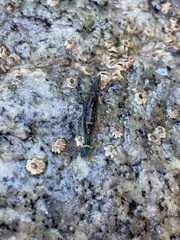 Heptacarpus pugettensis