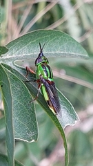 Hedriodiscus