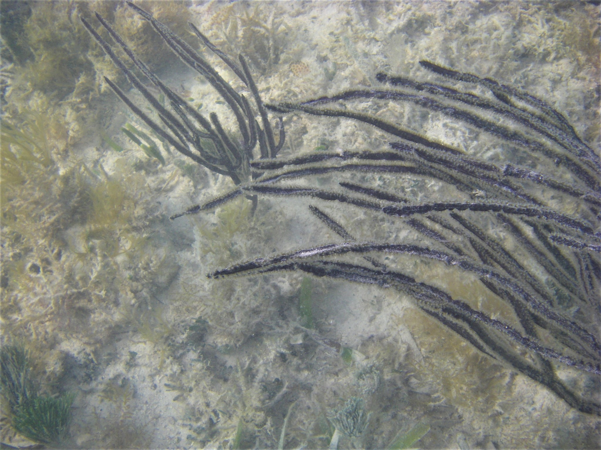 Pterogorgia anceps (Pallas, 1766)