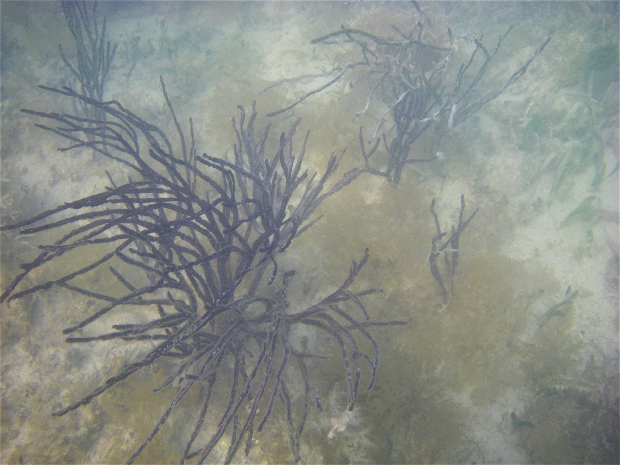 Pterogorgia anceps (Pallas, 1766)