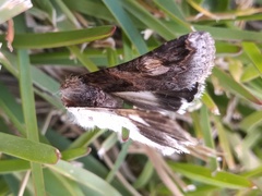 Melipotis famelica