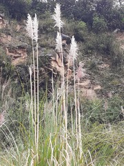 Cortaderia nitida